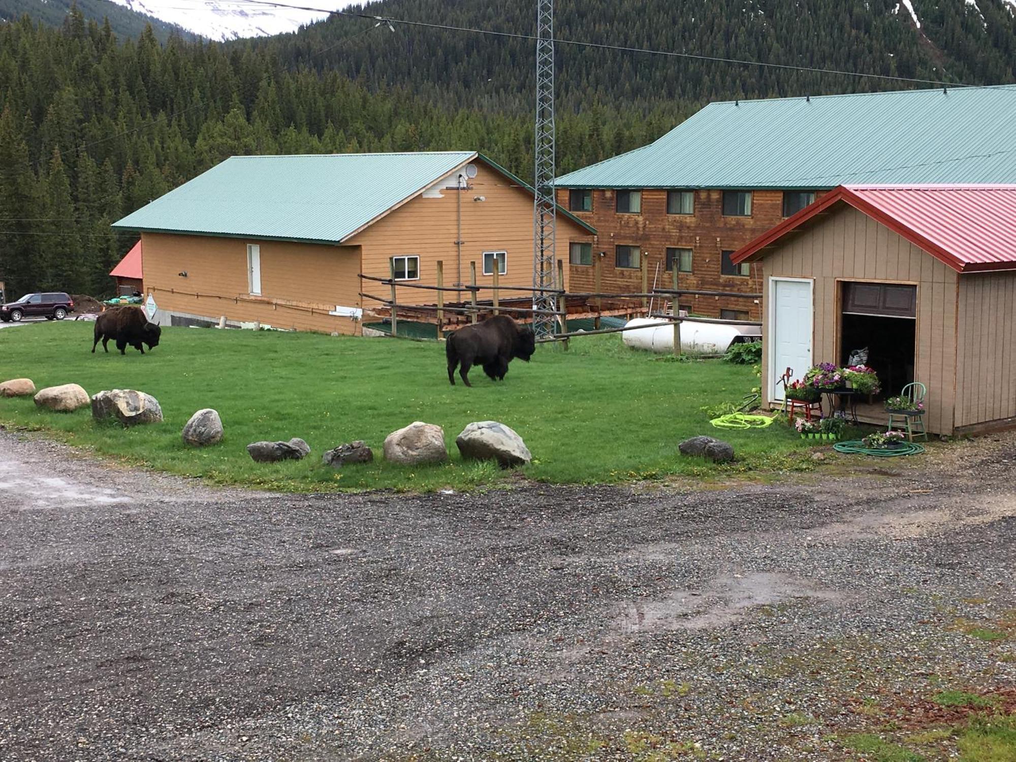 Antlers Lodge Cooke City Exteriör bild